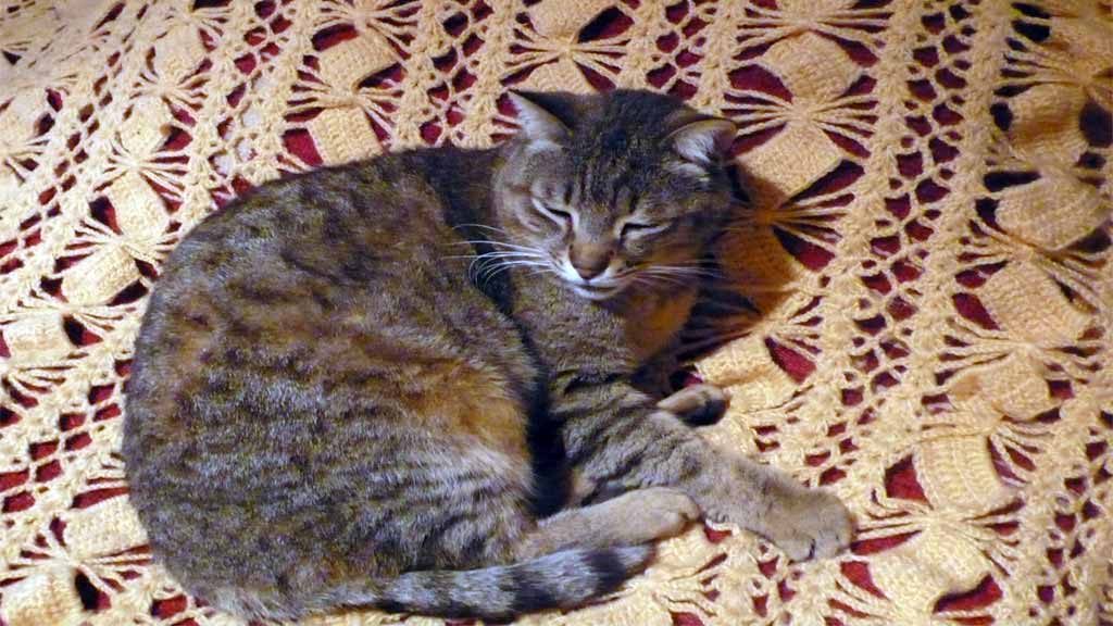 alexandros-cat-viewtag