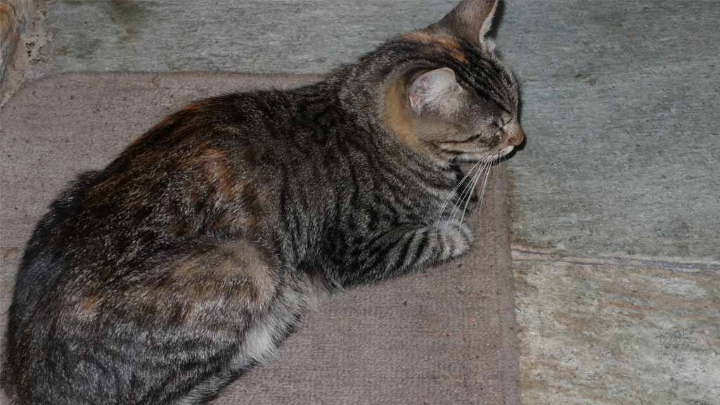 marika-cat-viewtag