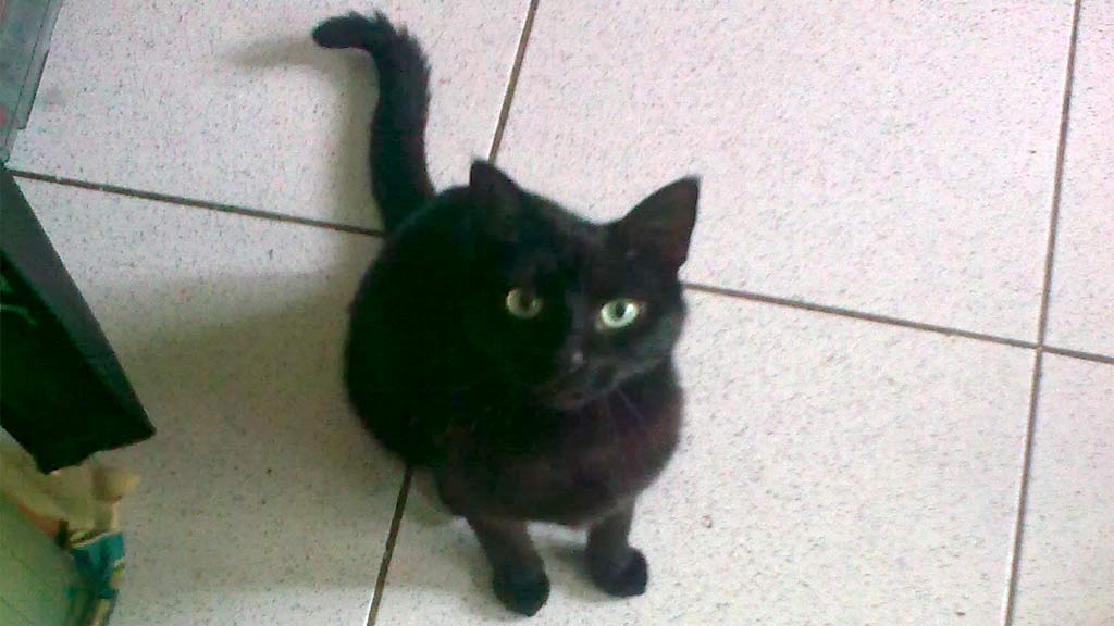 velvet-cat-viewtag