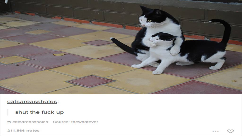 funny-cats-viewtag