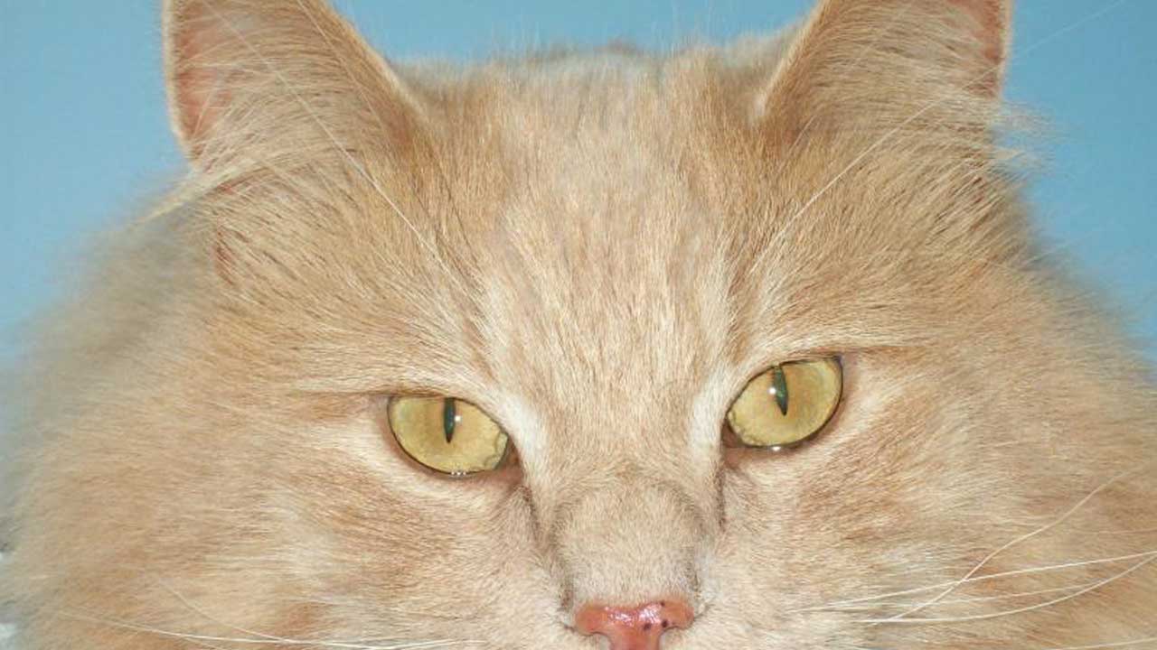Η γάτα η Ξανθούλα