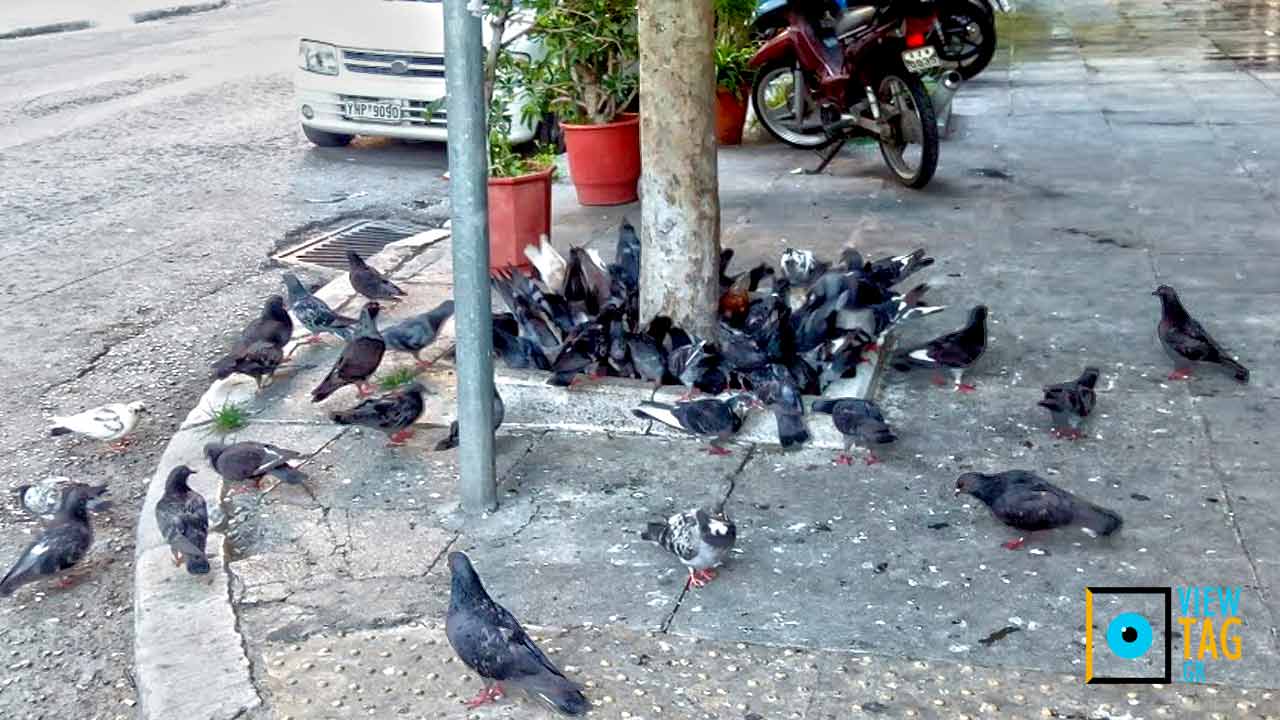 Πρωινό τσιμπούσι στο Κουκάκι