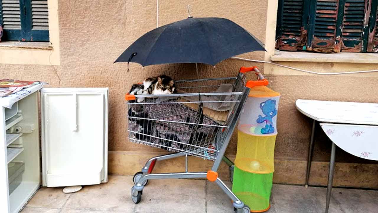 γατούλης