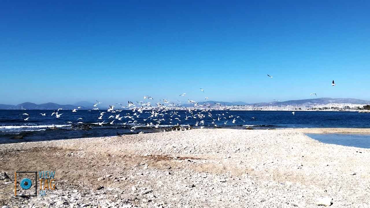 Γλάροι
