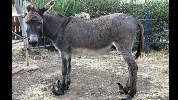 ντέι