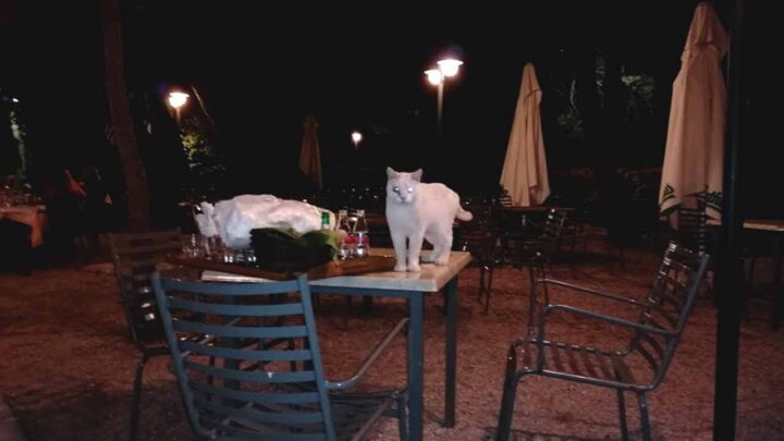 Ξεχνύχτια