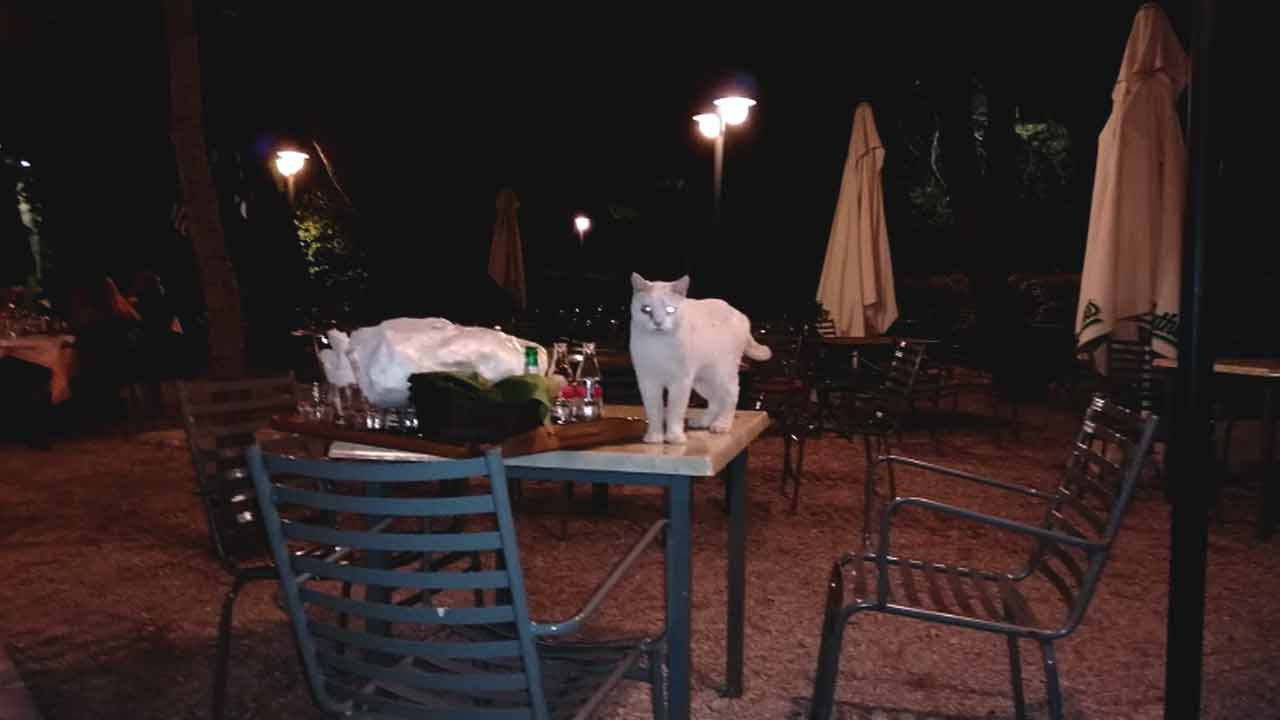 Ξεχνύχτια