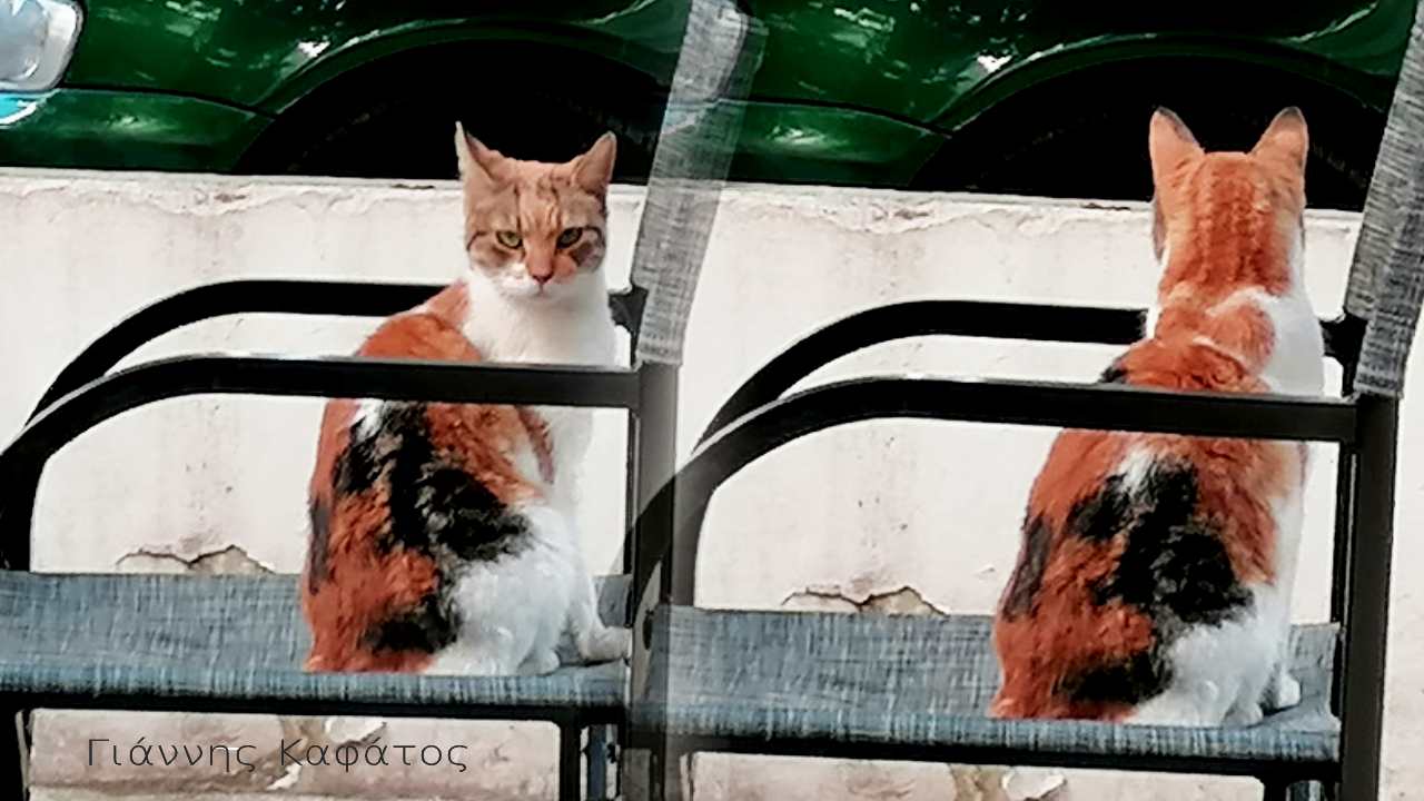 Απέλ