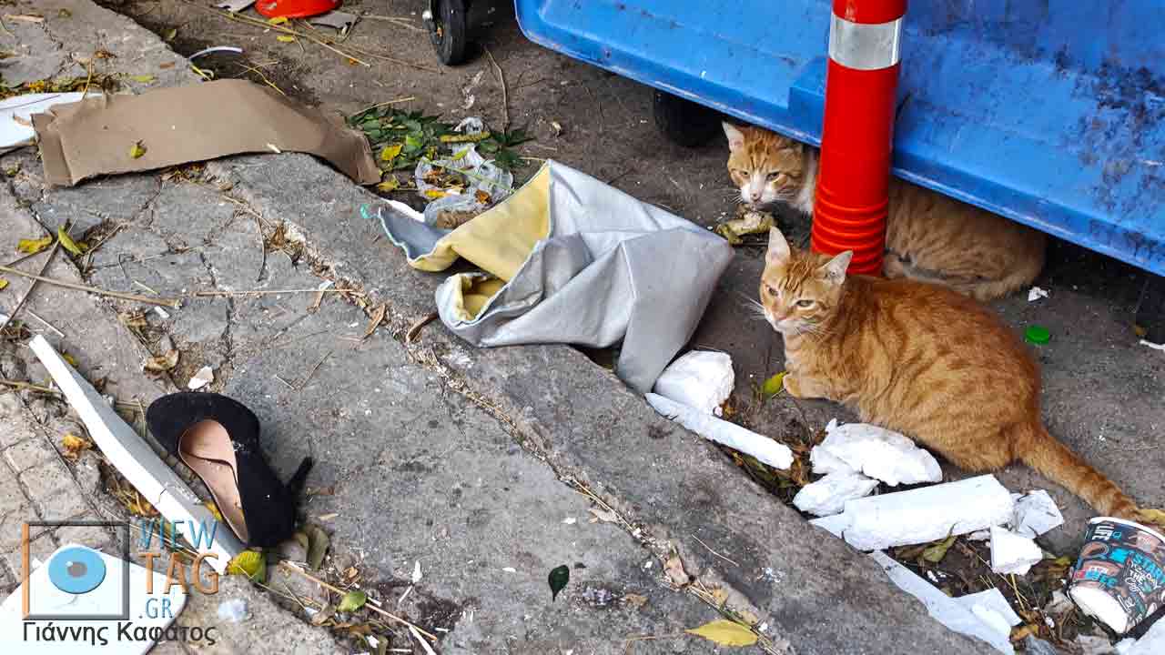 ginger-όγατες