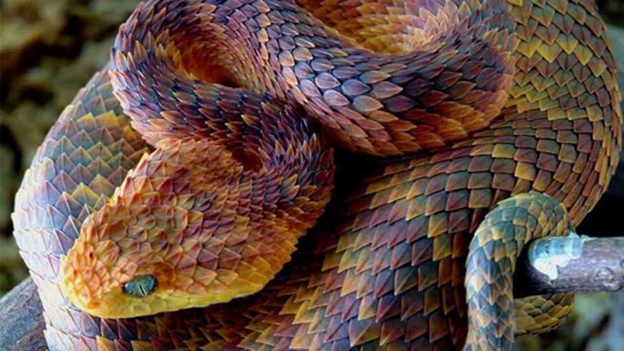 όφεως