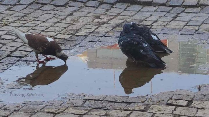 Επαίτες επετείων